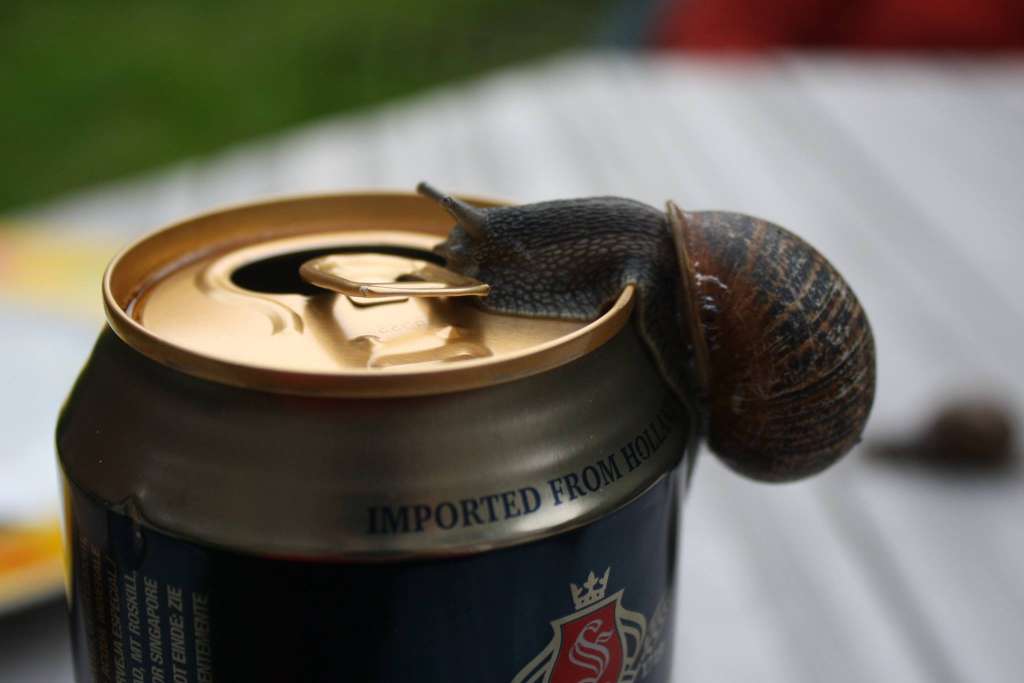beer slug