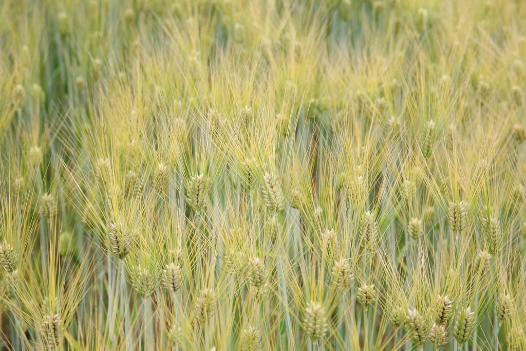 L'orge ressemble au blé, avec des "lemmes" atteignant 20 cm. Source photographique : Cliff