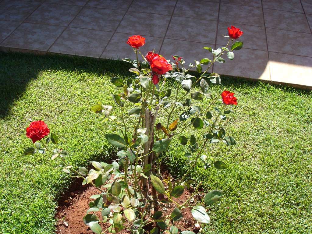 LE rosier rouge au milieu de la pelouse.