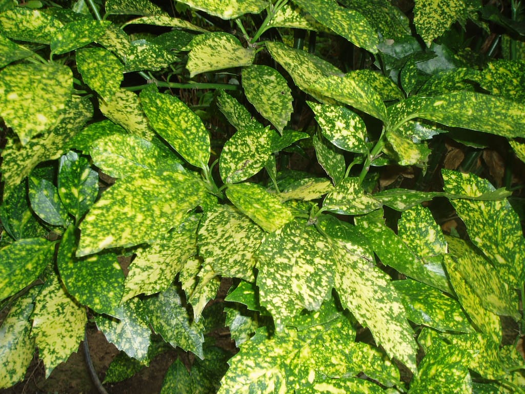 L'Aucuba japonica 'Crotonifolia', la plante à paillettes.