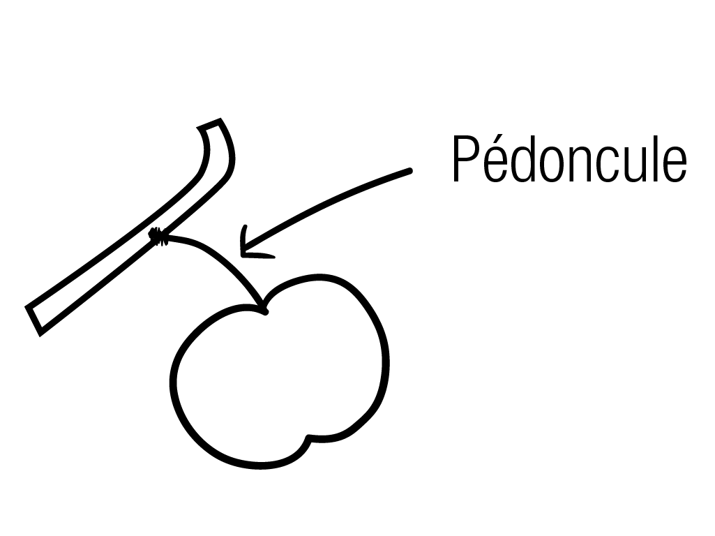 Pédoncule