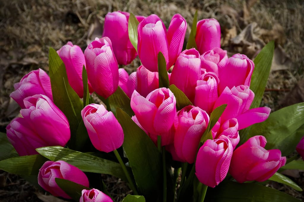 Si vous en avez assez des tulipes en plastique, on a quelques conseils.