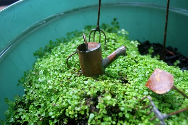 Outils de mini jardin
