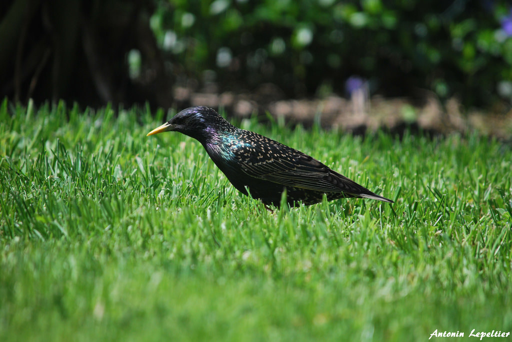 Comment Décourager Les Oiseaux De Manger Mes Récoltes