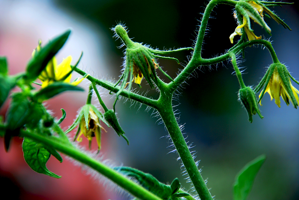 Plant de tomate en fleurs