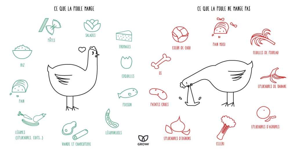 Que mange une poule ?