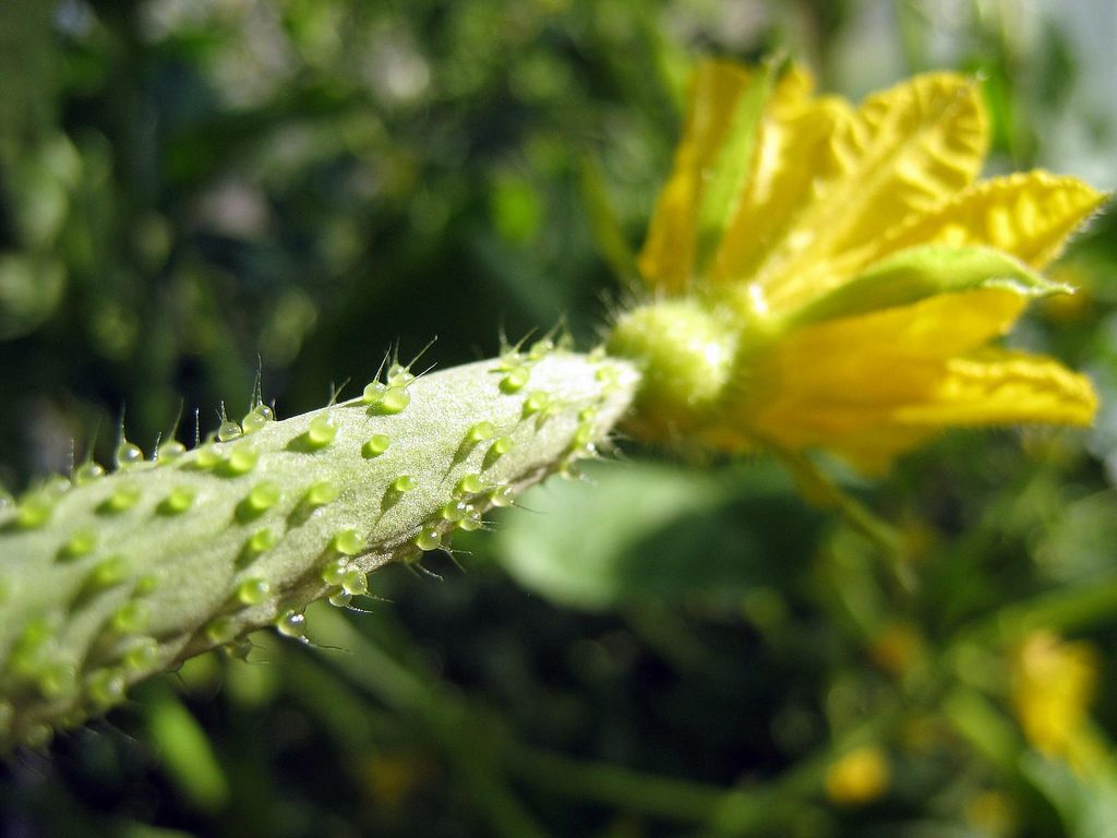 Fleur femelle de concombre