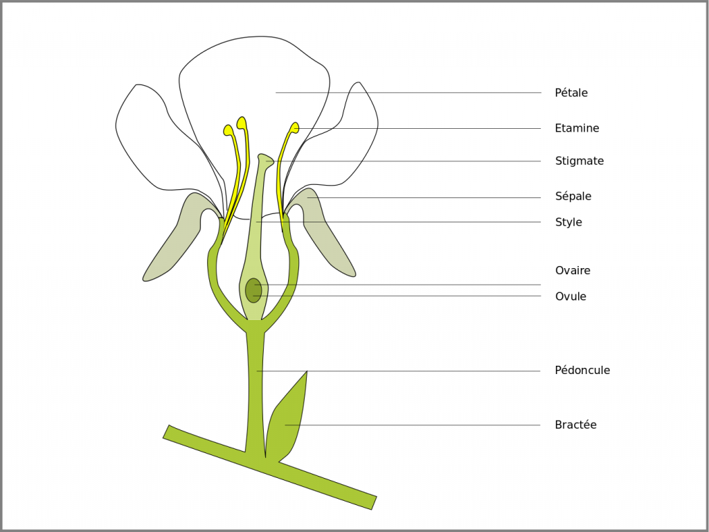 Structure fleur