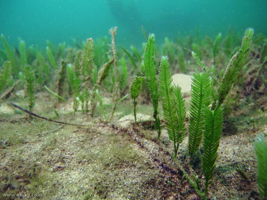 Caulerpa taxifolia, algue